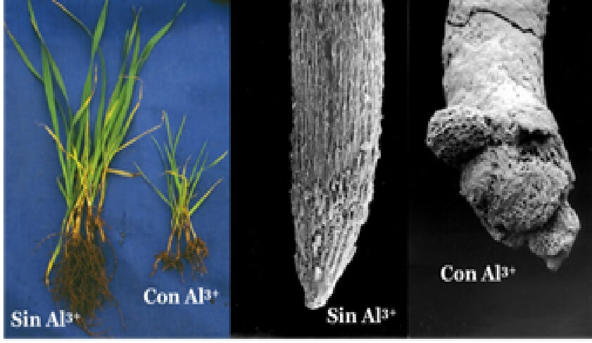  Daños a la raíz por toxicidad de aluminio en trigo 