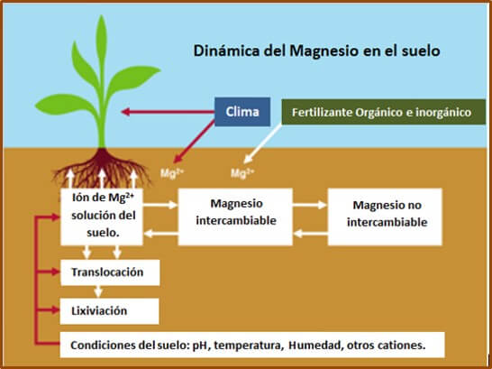 de primera categoría Atar dar a entender El Magnesio en el Suelo y su Efecto en las Raíces | Intagri S.C.