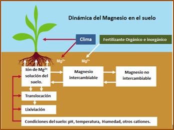 Dinamica de Mg