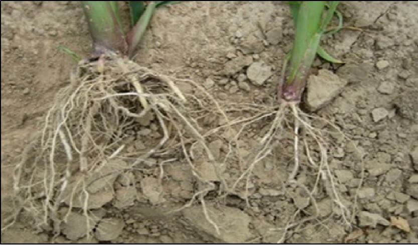  El yeso agricola mejora el ambiente 