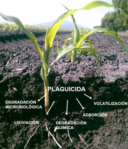 Evolución del Plaguicida en el Suelo