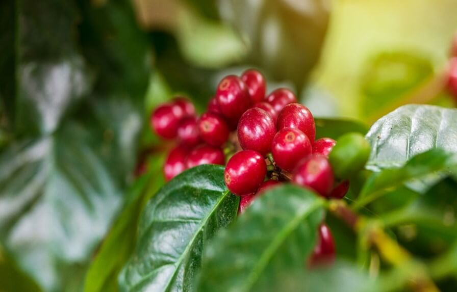 El encalado ayuda a neutralizar el aluminio tóxico en el cultivo de café