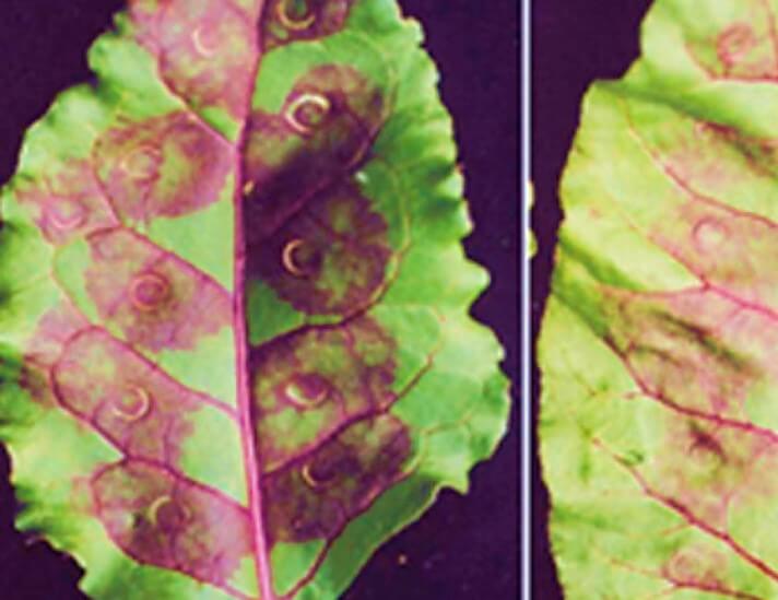 El estrés oxidativo en las hojas 