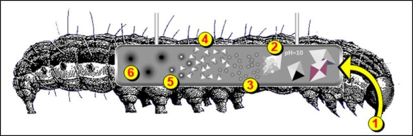 Modo de acción de Bacillus thuringiensis