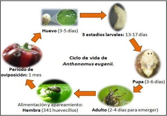ciclo de vida del picudo de chile.