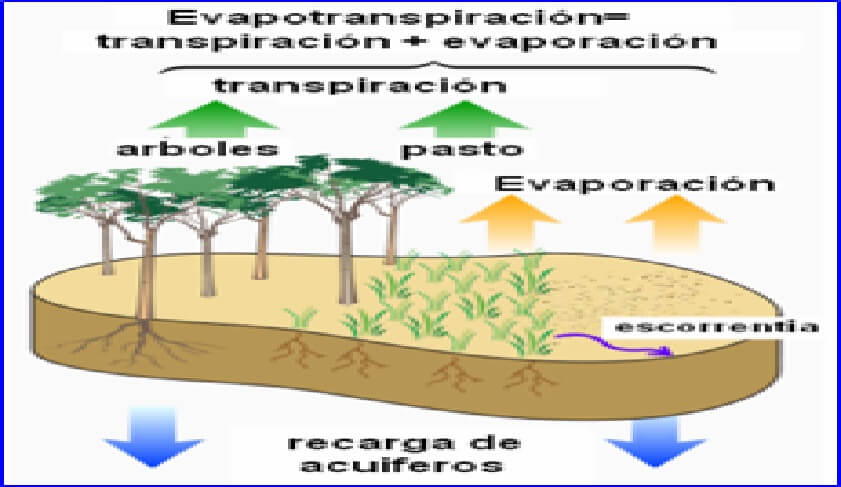 Rítmico petróleo de madera La Evapotranspiración de los Cultivos | Intagri S.C.