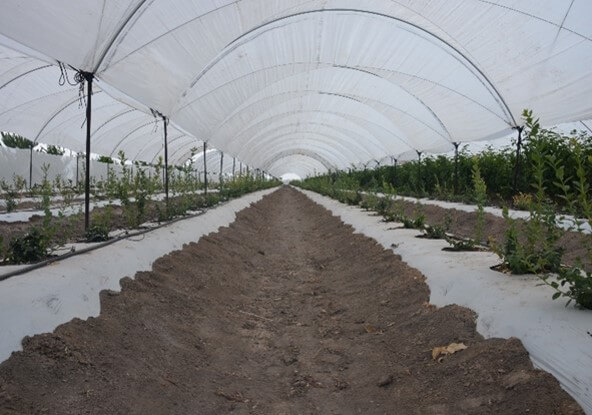 Cultivo de arándano con fertirriego y bajo macrotúnel