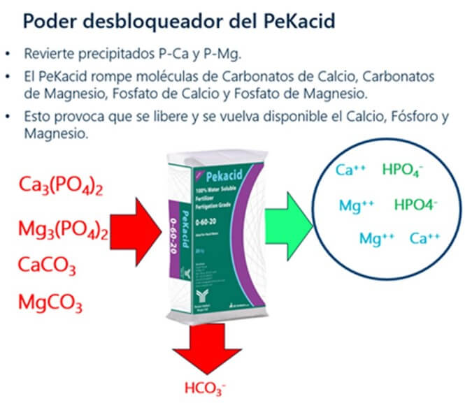 Esquema de desbloqueo de nutrientes por la aplicación de PeKacid TM.