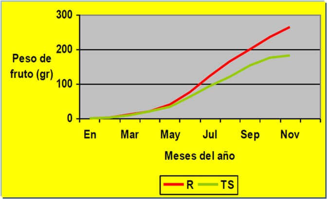 Aguacate producido en condiciones de riego y en temporal.