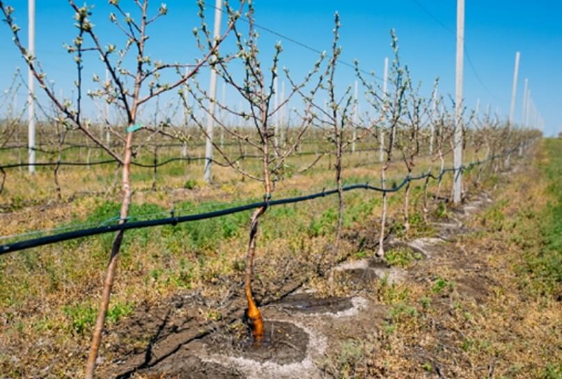 Sistema de riego por goteo en frutales.