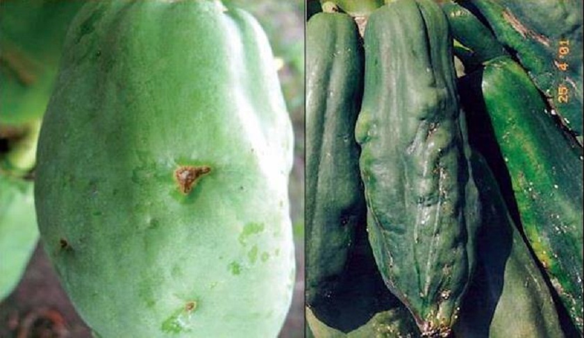 deficienca de papaya