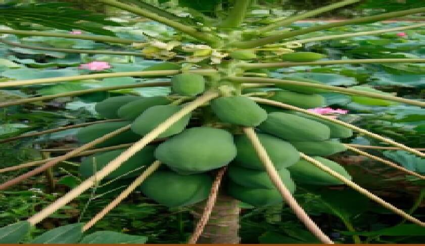  Plantas dioicas: papaya 