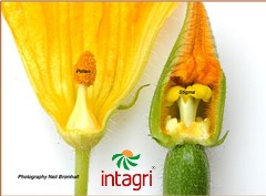 Plantas hermafroditas, monoicas y dioicas | Intagri .