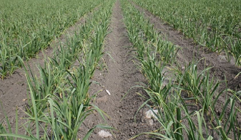 Densidades de Plantación en Ajo | Intagri S.C.