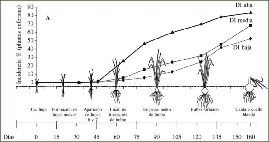 Esclerocios de Sclerotium cepivorum