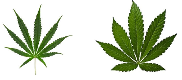 Hoja de Cannabis sativa (izquierda)  y C. indica (derecha).