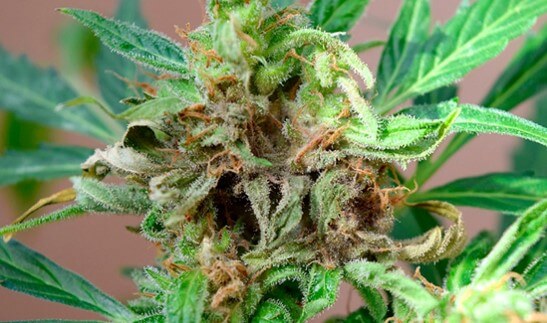 Botrytis en flores de cannabis 