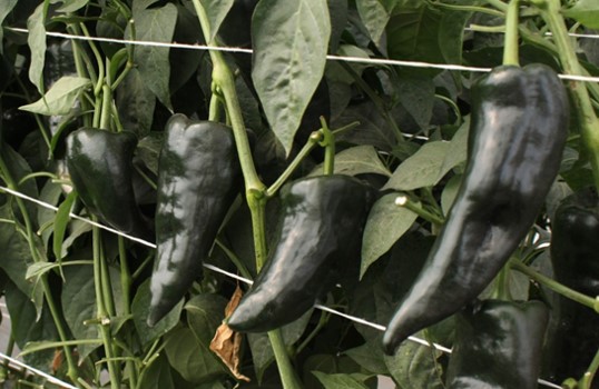 Chile poblano 