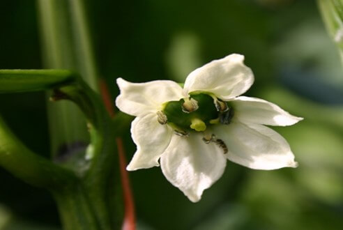 Flor del cultivo de pimiento 