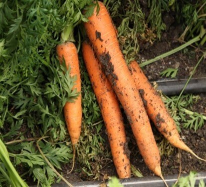 La zanahoria posee una raíz napiforme comestible
