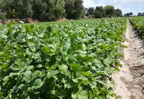 Cultivo de cilantro en suelo