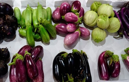 Variedades de berenjena cultivadas.