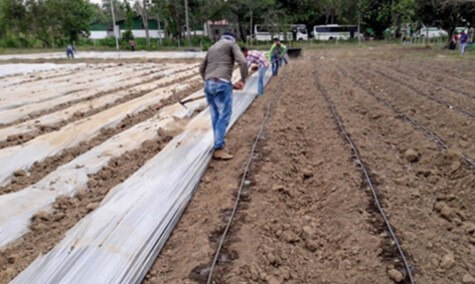 Colocación de acolchado plástico para cultivo de berenjena