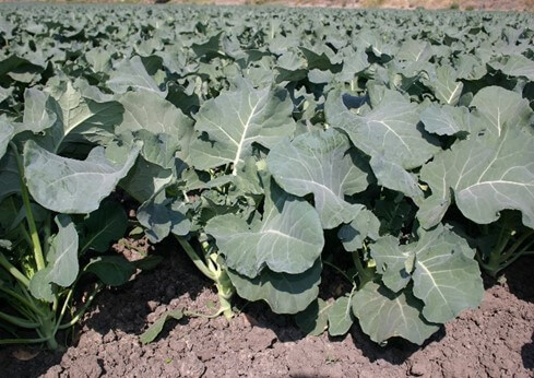 Cultivo de brócoli en suelo a campo abierto.