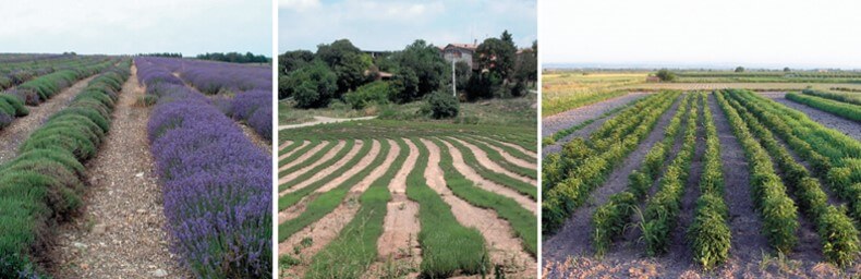 Cultivo de plantas aromáticas y medicinales a una, dos y tres hileras