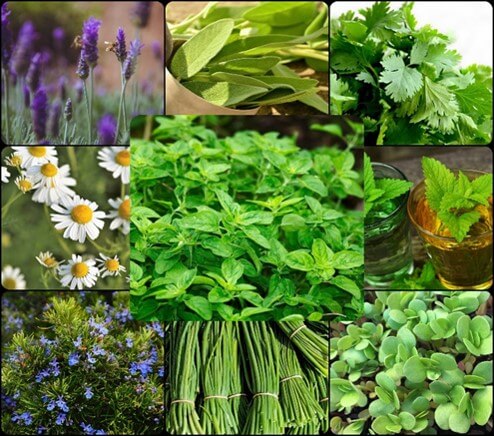 Especies pertenecientes al grupo de plantas aromáticas y medicinales