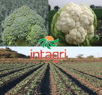 Cultivos de Brócoli y Coliflor