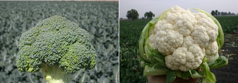 Cabeza de brócoli y coliflor en punto de cosecha