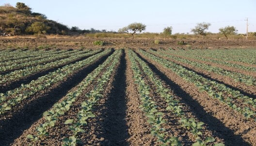 Cultivo de brócoli a doble hilera