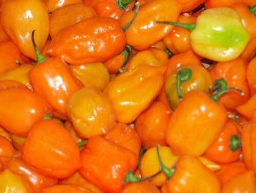 Frutos de chile habanero maduros de color naranja