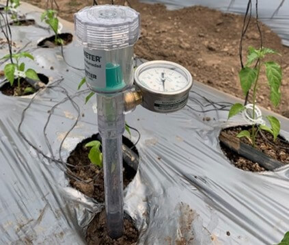 Tensiómetro instalado dentro de un cultivo de chile habanero.