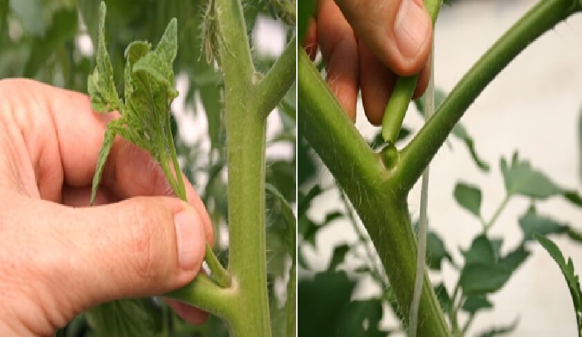 Por Que Se Realiza La Poda En Tomate Intagri S C