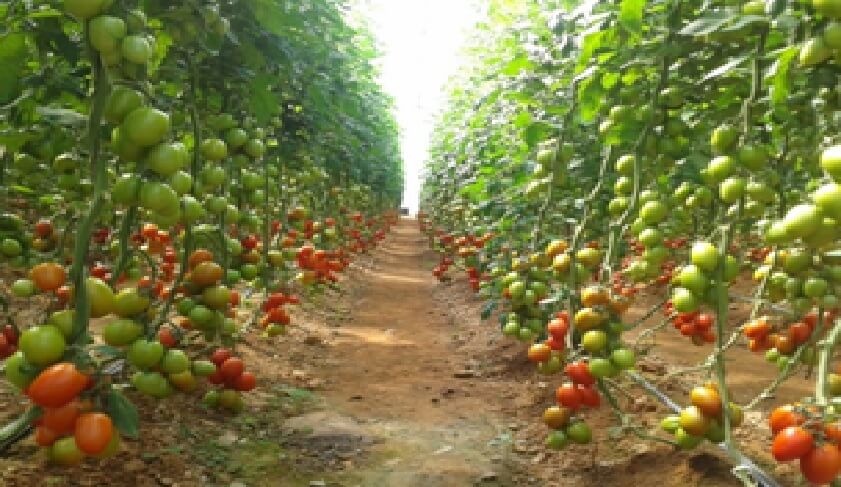 Por Que Se Realiza La Poda En Tomate Intagri S C