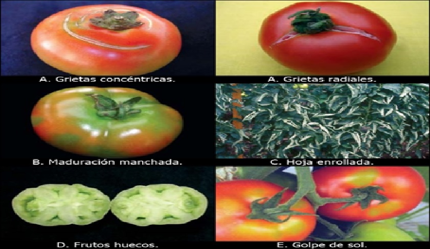  Desordenes fisiologicos en el cultivos de tomate 