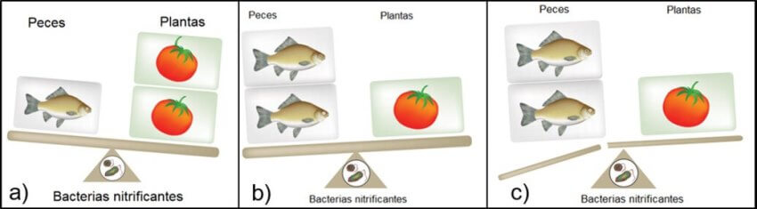 Esquema de desbalances en el sistema acuapónico