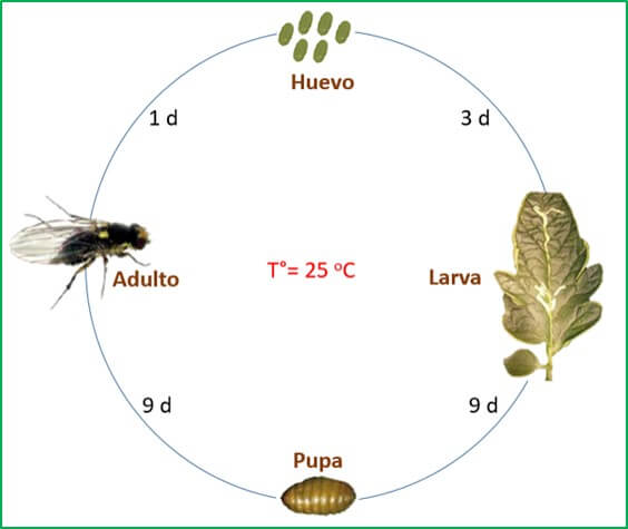 Liriomyza sp., ciclo biológico