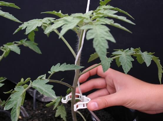 Entutorado de planta de tomate con anillo plástico