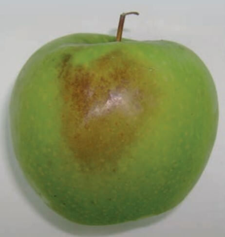 Quemadura de una fruta de manzana.