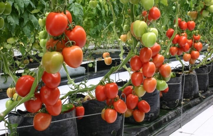 Planta de tomate con frutos cuajados y a punto de cosecha