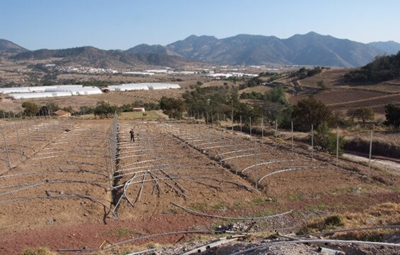 Invernadero orientado según la pendiente del terreno.