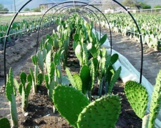 Producción de nopal verdura en túnel