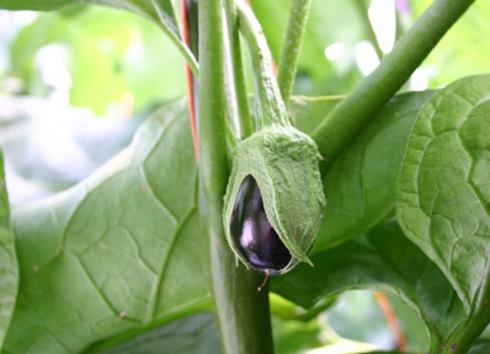 Producción de berenjena