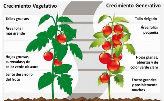 Características de plantas vegetativas y plantas generativas