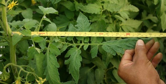 Medición de la longitud de la hoja de tomate.