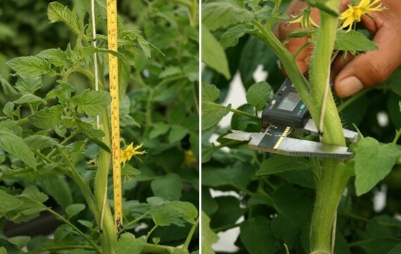 Medición de la longitud de crecimiento y diámetro del tallo de una planta de tomate. 