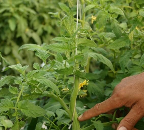 Planta de tomate tutorada con rafia. 